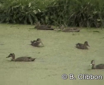 Pacific Black Duck - ML201304321