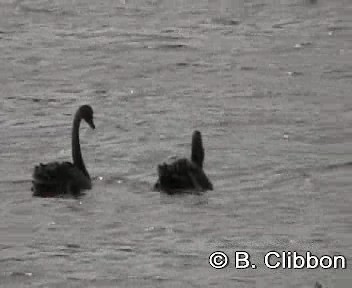 Black Swan - ML201304361