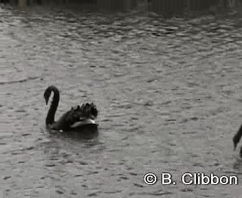 Black Swan - ML201304391