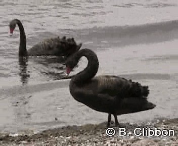 Black Swan - ML201304401