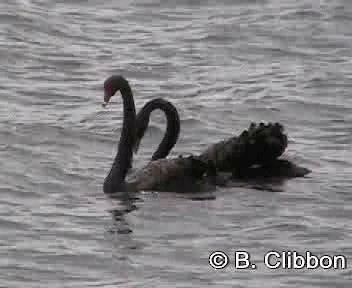 Black Swan - ML201304411