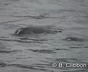 Fiordland Penguin - ML201304421