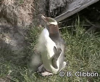 Yellow-eyed Penguin - ML201304471