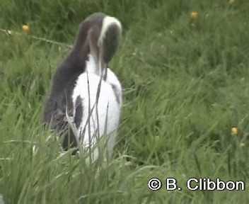 Yellow-eyed Penguin - ML201304481