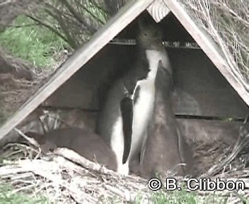 Yellow-eyed Penguin - ML201304491