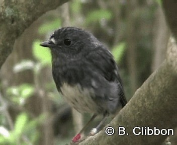 North Island Robin - ML201304541