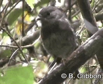 North Island Robin - ML201304551