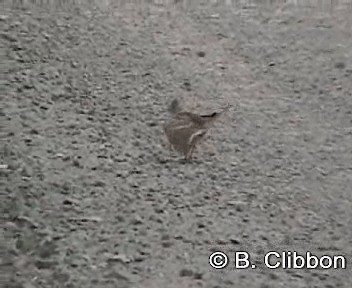 Eurasian Skylark (European) - ML201304591