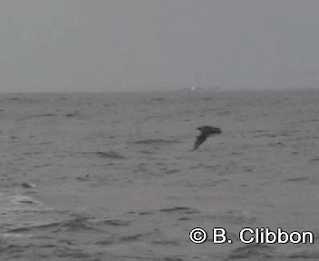 Brown Skua (Subantarctic) - ML201304651