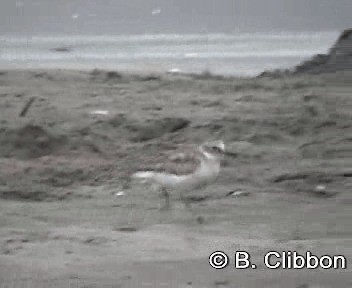 Red-breasted Dotterel (Northern) - ML201304661