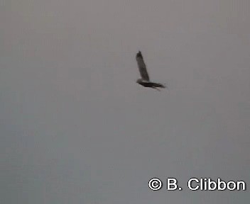 Swamp Harrier - ML201304671