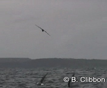 Cape Petrel (Snares) - ML201304691