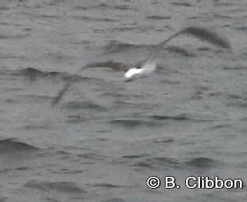 Белошапочный альбатрос (cauta) - ML201304761