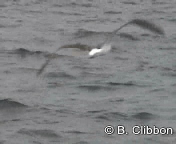 Tasmanalbatros (cauta) - ML201304761