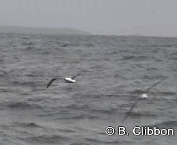 Southern Royal Albatross - ML201304781