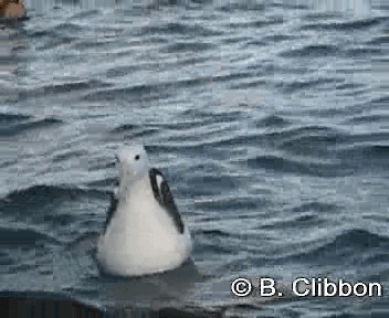 Northern Royal Albatross - ML201304791