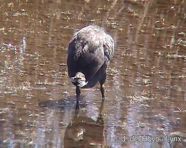 Red-fronted Coot - ML201304931