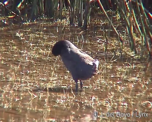 Red-fronted Coot - ML201304941