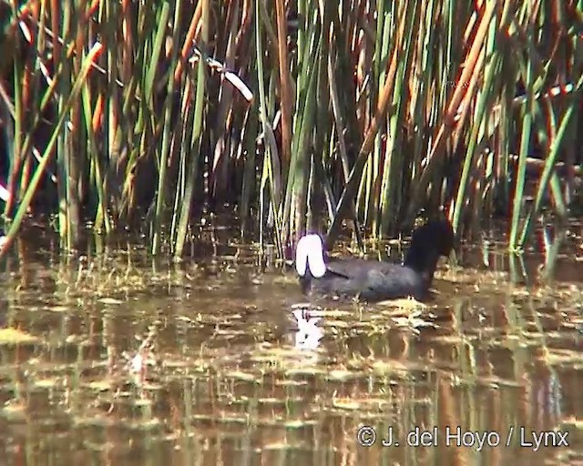 アカビタイオオバン - ML201304951