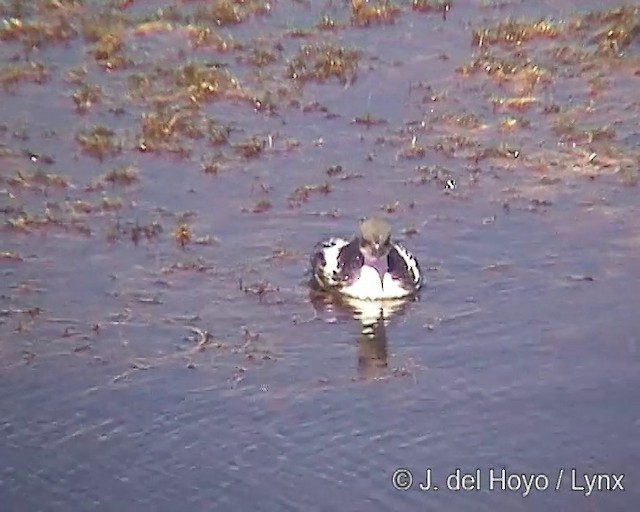 Silvery Grebe (Andean) - ML201305201