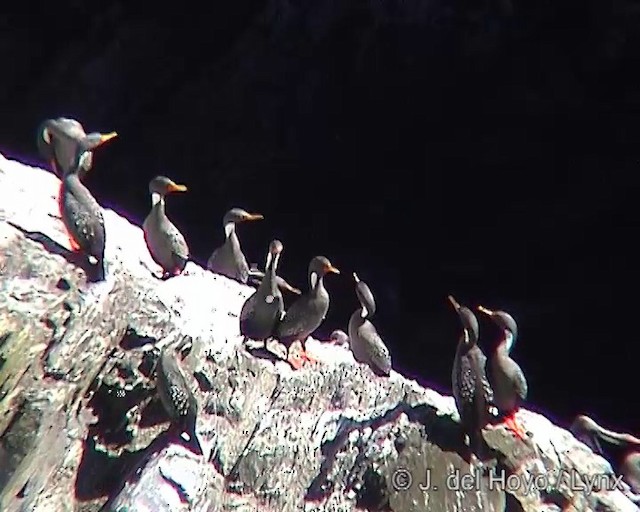 Red-legged Cormorant - ML201305341