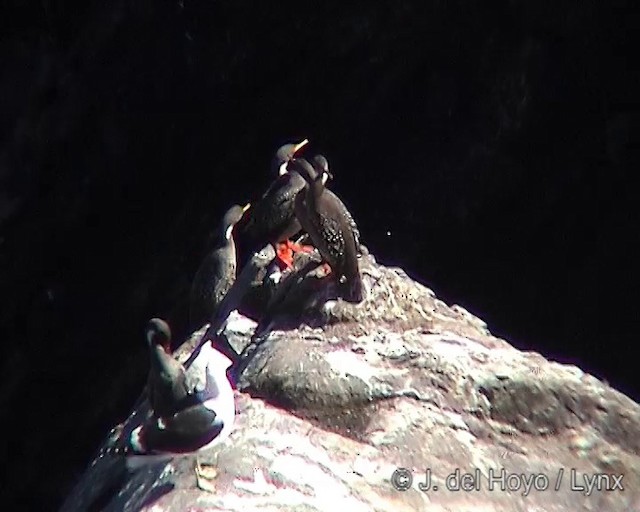 Red-legged Cormorant - ML201305361