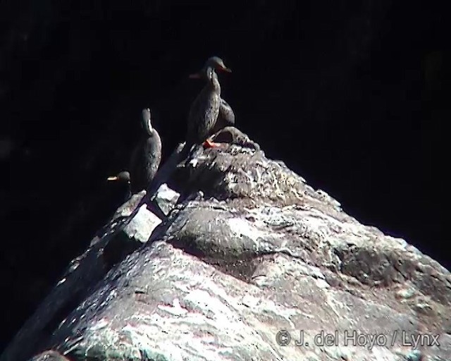 Red-legged Cormorant - ML201305371