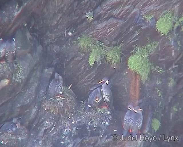 Red-legged Cormorant - ML201305411