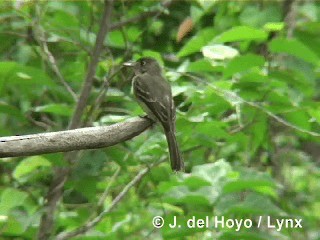 Cuban Pewee - ML201305481