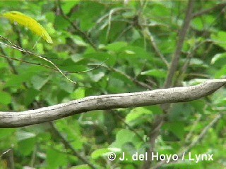 Cuban Pewee - ML201305491