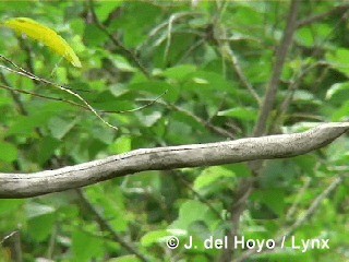 Cuban Pewee - ML201305491