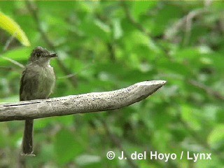 Cuban Pewee - ML201305501