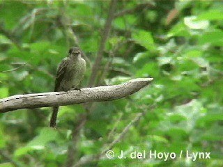 Cuban Pewee - ML201305511