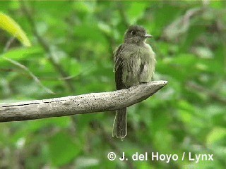 Cuban Pewee - ML201305531