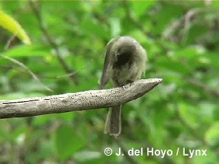 Cuban Pewee - ML201305541