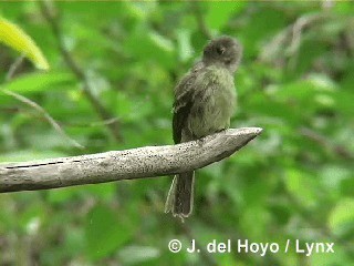 Cuban Pewee - ML201305551