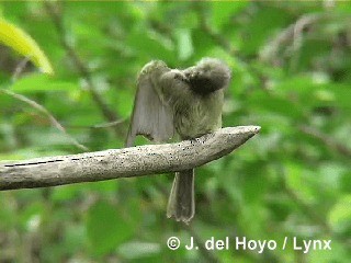 Cuban Pewee - ML201305561