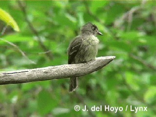 Cuban Pewee - ML201305571