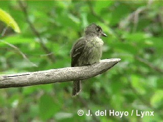 Cuban Pewee - ML201305571