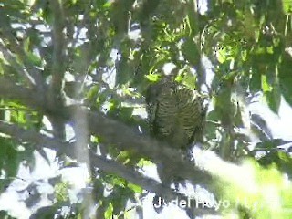 Fernandina's Flicker - ML201305581