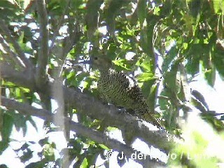 Carpintero Churroso - ML201305591