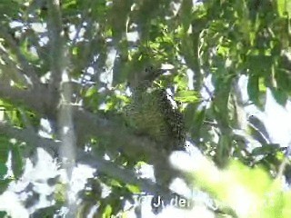 Fernandina's Flicker - ML201305601