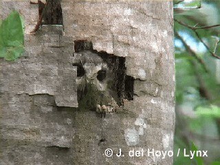 Bare-legged Owl - ML201305631