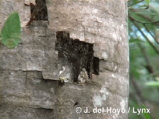 Bare-legged Owl - ML201305641