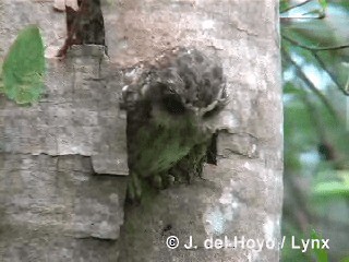 Bare-legged Owl - ML201305651