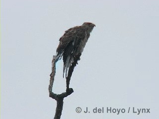 Broad-winged Hawk (Caribbean) - ML201305661