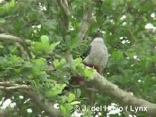 Trogon de Cuba - ML201305701