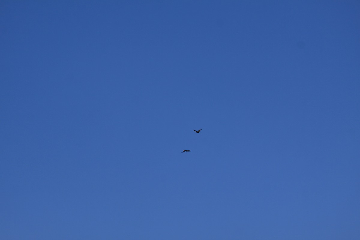 Double-crested Cormorant - ML20130571