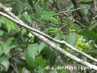 Cuban Trogon - ML201305731