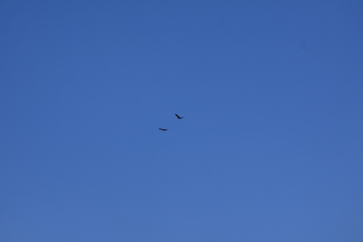 Double-crested Cormorant - Sandy C